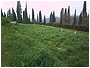 fitodepurazione immagine 1