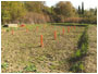 fitodepurazione immagine 3